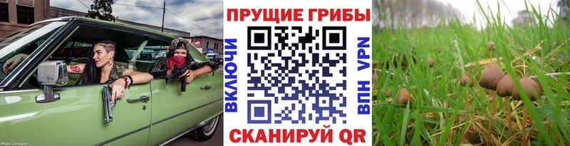 Галлюциногенные грибы MAGIC MUSHROOMS  цены   Медногорск 